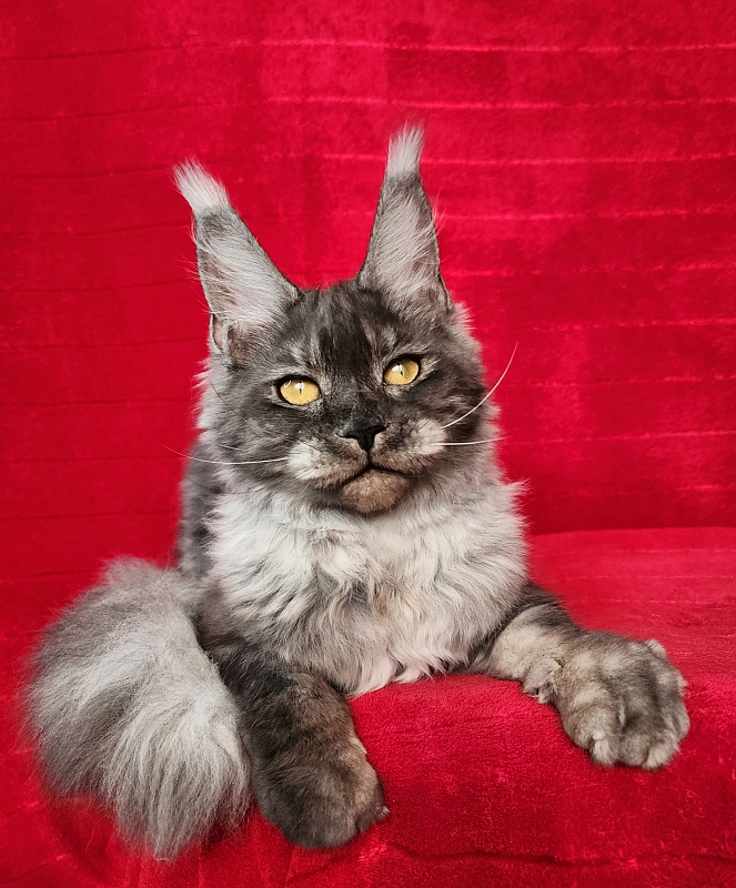 Nuga  Akbars - Kitten maine-coon 6 months 1 week