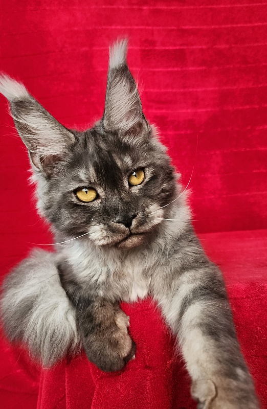 Nuga  Akbars - Kitten maine-coon 6 months 1 week