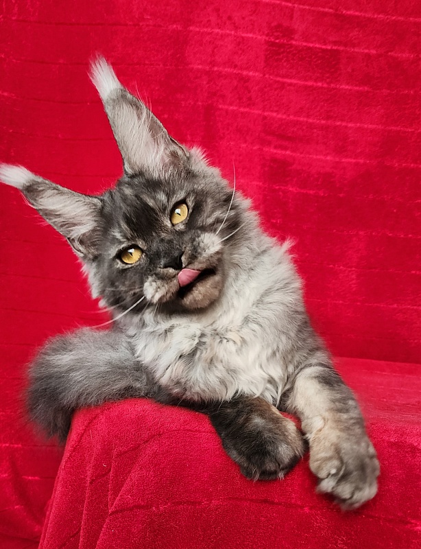 Nuga  Akbars - Kitten maine-coon 6 months 1 week