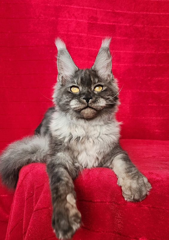 Nuga  Akbars - Kitten maine-coon 6 months 1 week