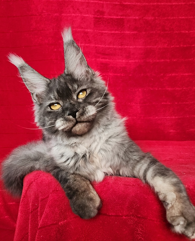 Nuga  Akbars - Kitten maine-coon 6 months 1 week
