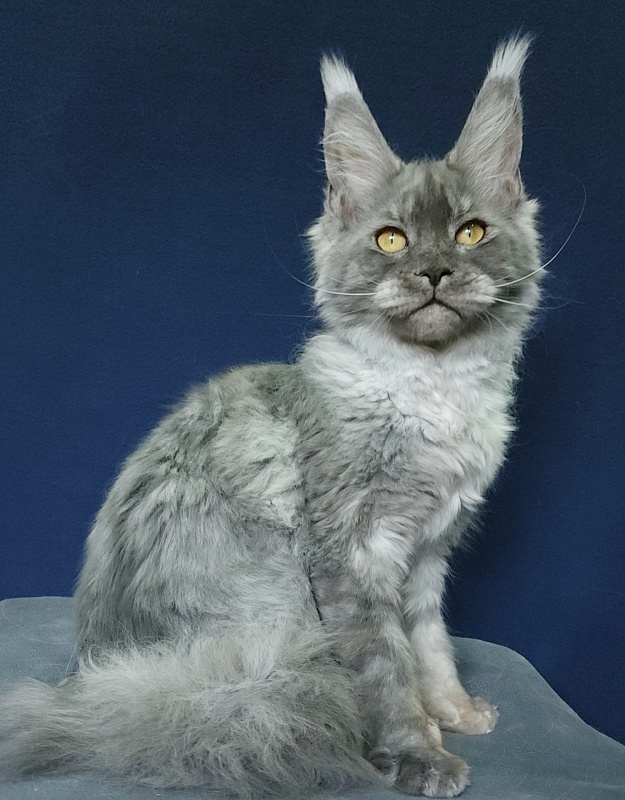 Nuga  Akbars - Kitten maine-coon 6 months