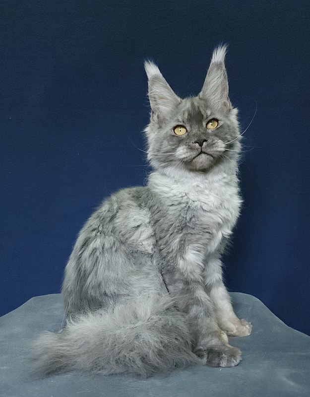 Nuga  Akbars - Kitten maine-coon 6 months