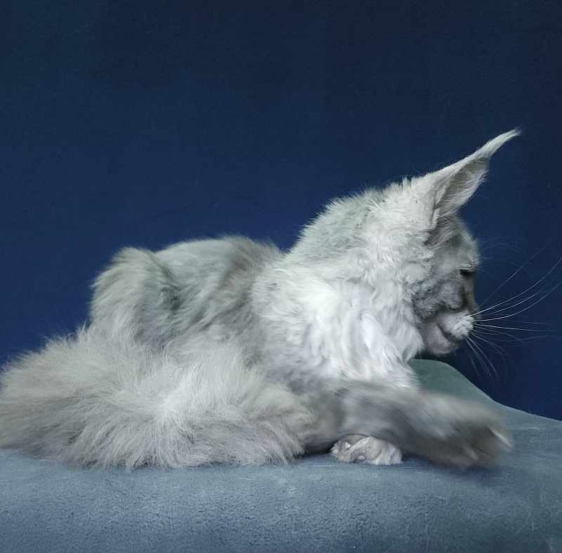 Nuga  Akbars - Kitten maine-coon 6 months