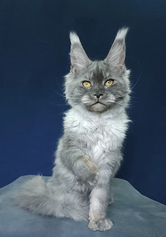 Nuga  Akbars - Kitten maine-coon 6 months