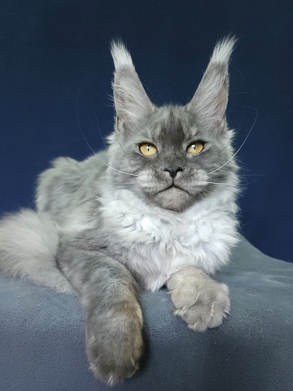 Nuga  Akbars - Kitten maine-coon 6 months