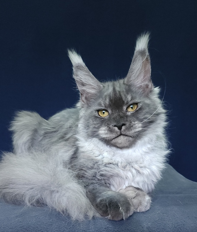 Nuga  Akbars - Kitten maine-coon 6 months