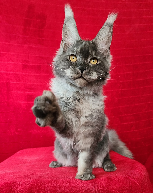 Nuga  Akbars - Kitten maine-coon 6 months 1 week