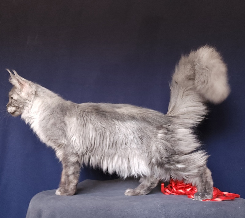 Nokia  Akbars - Kitten maine-coon 6 months