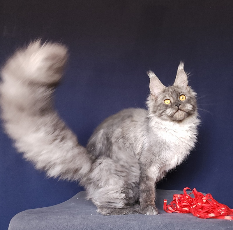 Nokia  Akbars - Kitten maine-coon 6 months