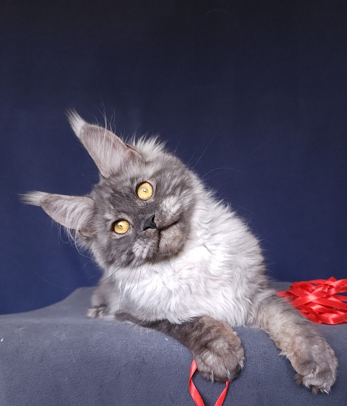 Nokia  Akbars - Kitten maine-coon 6 months