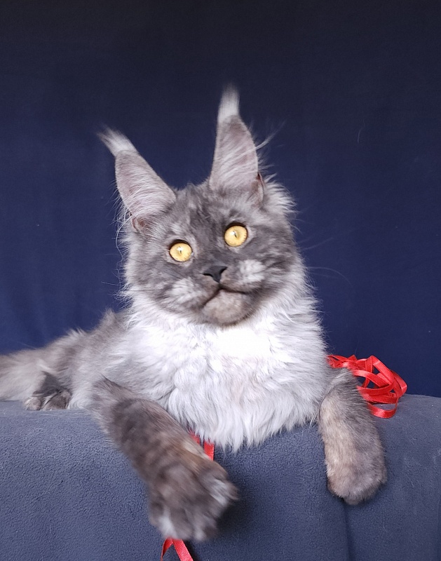 Nokia  Akbars - Kitten maine-coon 6 months