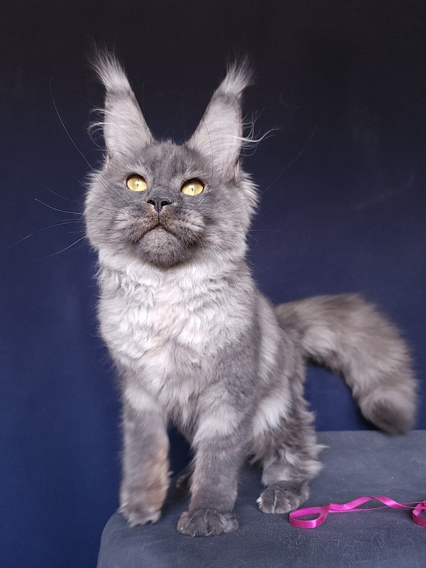 Nami Akbars - Kitten maine-coon 6 months