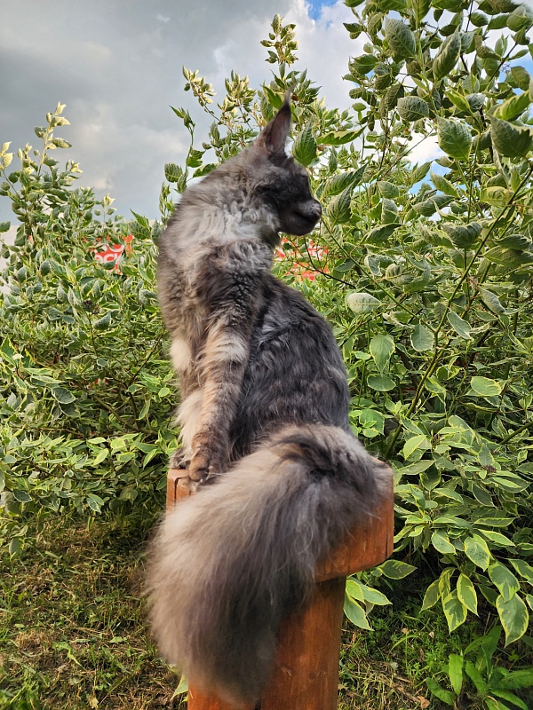 Nami Akbars - Junior maine-coon 7 months 3.5 weeks