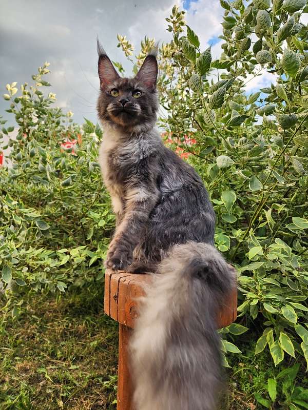 Nami Akbars - Junior maine-coon 7 months 3.5 weeks