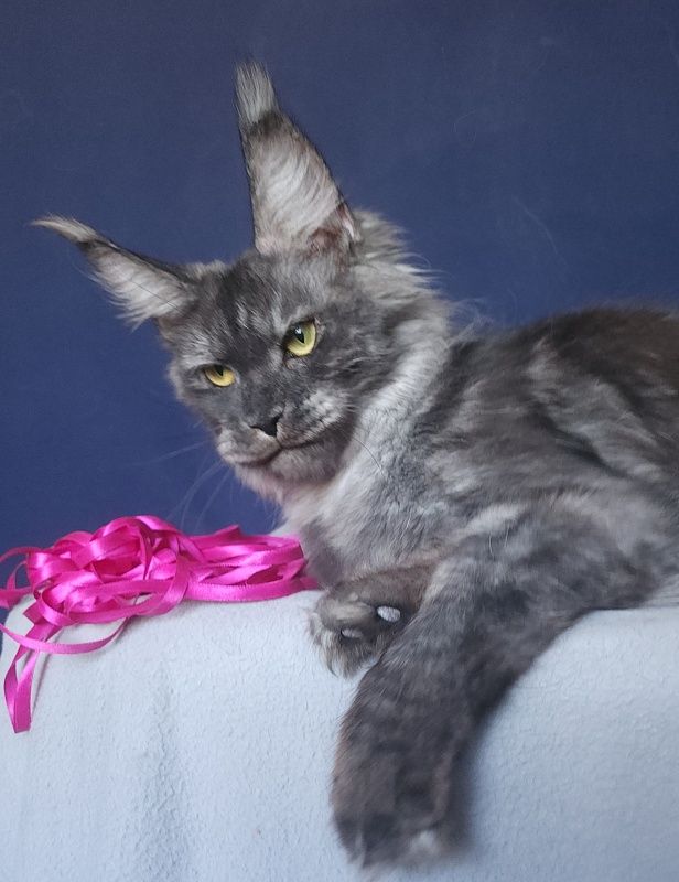 Nami Akbars - Junior maine-coon 8 months 0.5 weeks