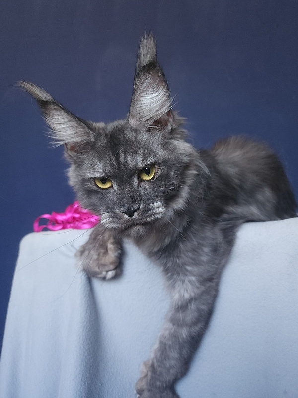 Nami Akbars - Junior maine-coon 8 months 0.5 weeks