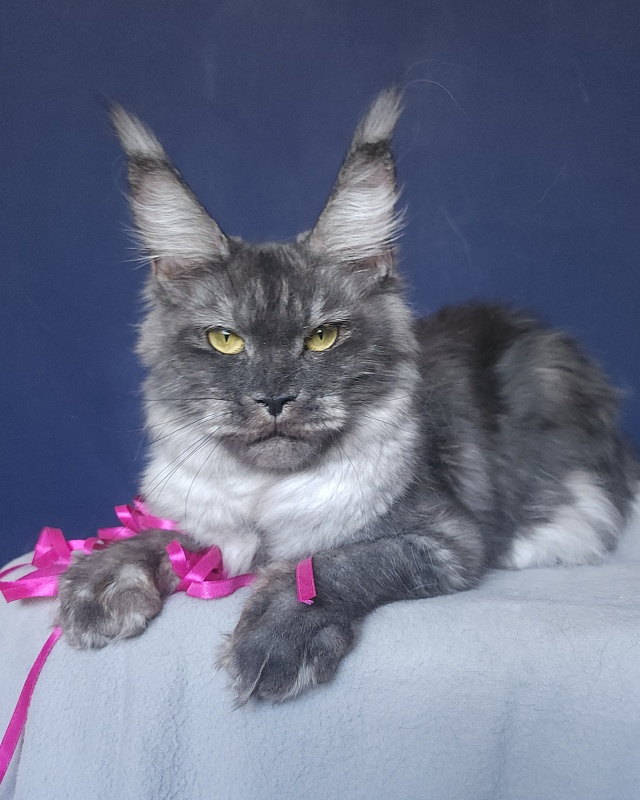 Nami Akbars - Junior maine-coon 8 months 0.5 weeks