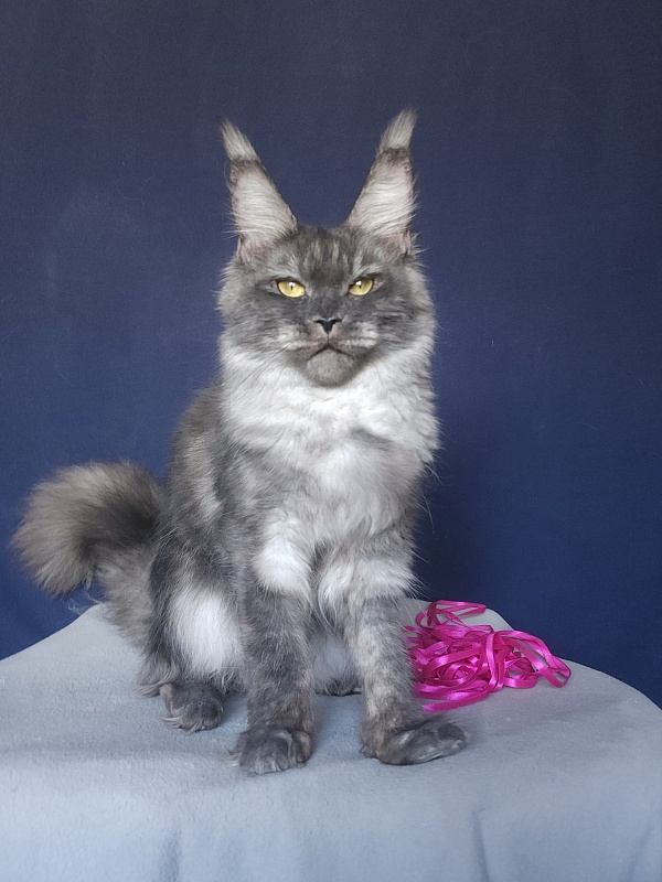 Nami Akbars - Junior maine-coon 8 months 0.5 weeks