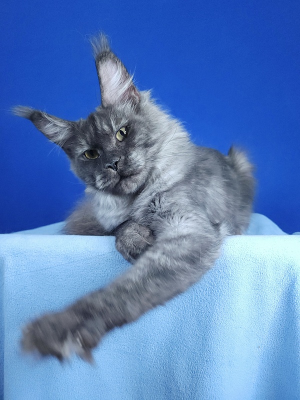Nami Akbars - Junior maine-coon 9 months 2 weeks