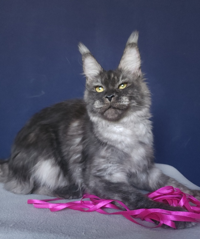 Nami Akbars - Junior maine-coon 8 months 0.5 weeks
