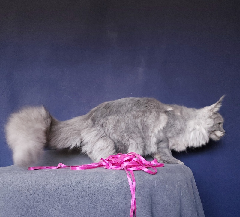 Nami Akbars - Kitten maine-coon 6 months