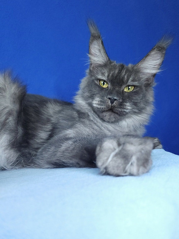 Nami Akbars - Junior maine-coon 9 months 2 weeks
