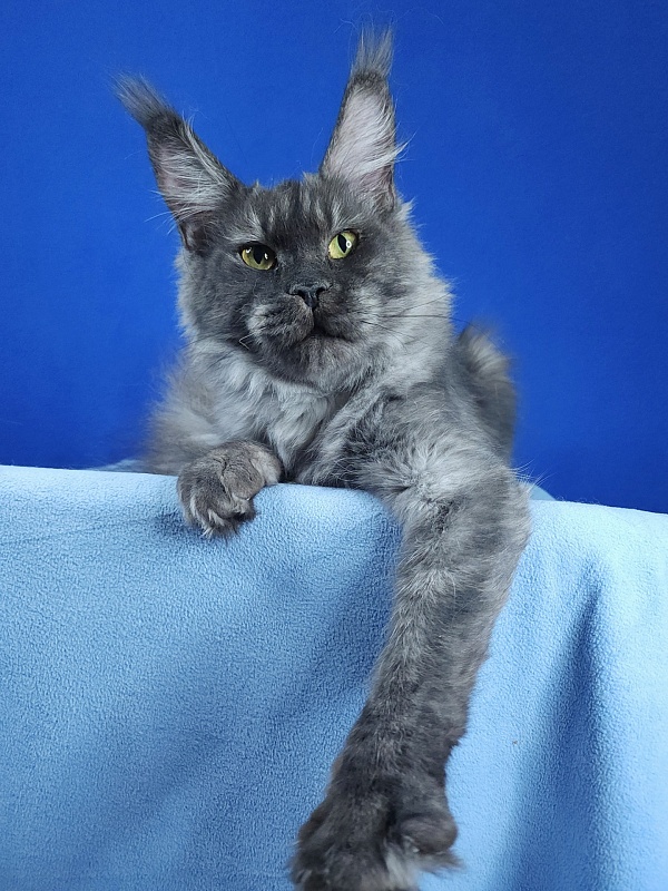 Nami Akbars - Junior maine-coon 9 months 2 weeks