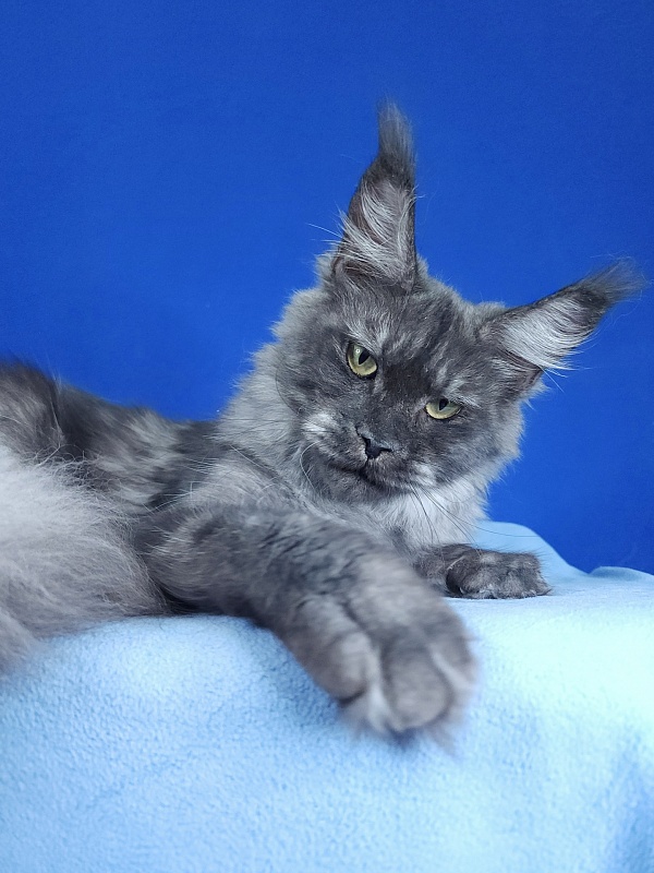 Nami Akbars - Junior maine-coon 9 months 2 weeks