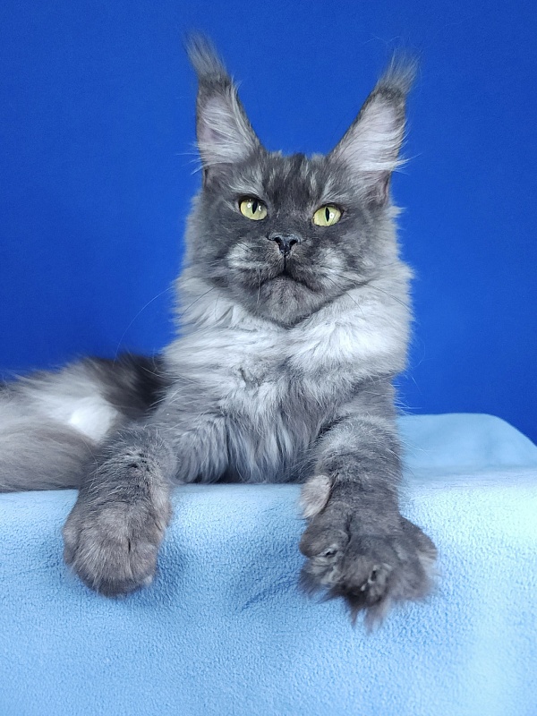 Nami Akbars - Junior maine-coon 9 months 2 weeks
