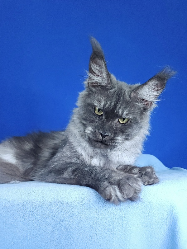 Nami Akbars - Junior maine-coon 9 months 2 weeks