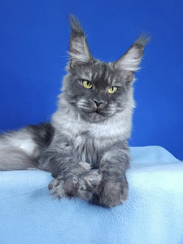 Nami Akbars - Junior maine-coon 9 months 2 weeks