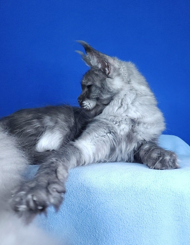 Nami Akbars - Junior maine-coon 9 months 2 weeks