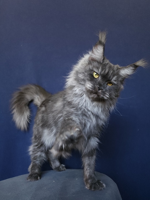 Nami Akbars - Adult maine-coon 1 year