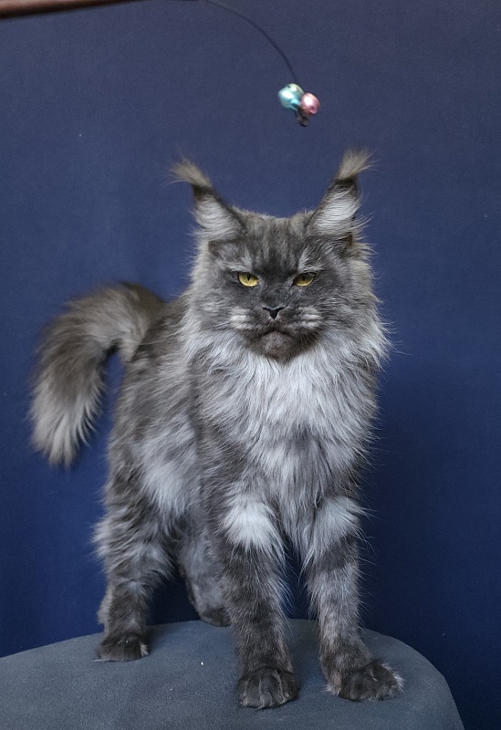 Nami Akbars - Adult maine-coon 1 year
