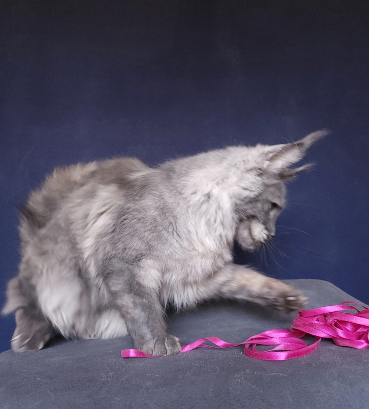 Nami Akbars - Kitten maine-coon 6 months