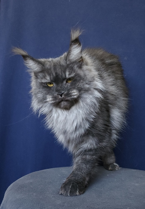 Nami Akbars - Adult maine-coon 1 year