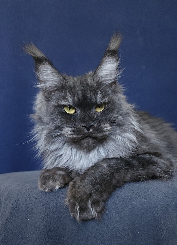 Nami Akbars - Adult maine-coon 1 year