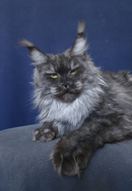 Nami Akbars - Adult maine-coon 1 year