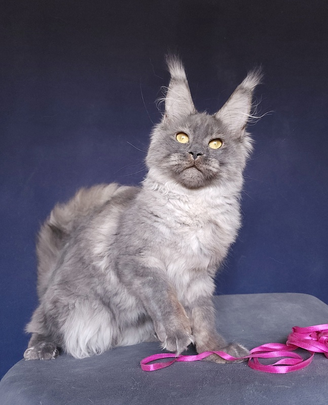 Nami Akbars - Kitten maine-coon 6 months