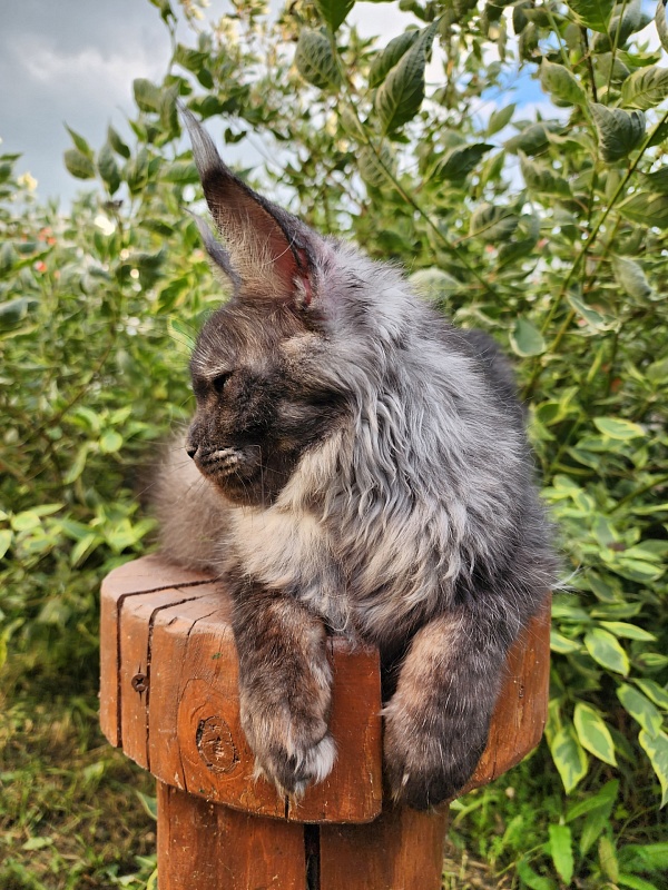 Nami Akbars - Junior maine-coon 7 months 3.5 weeks