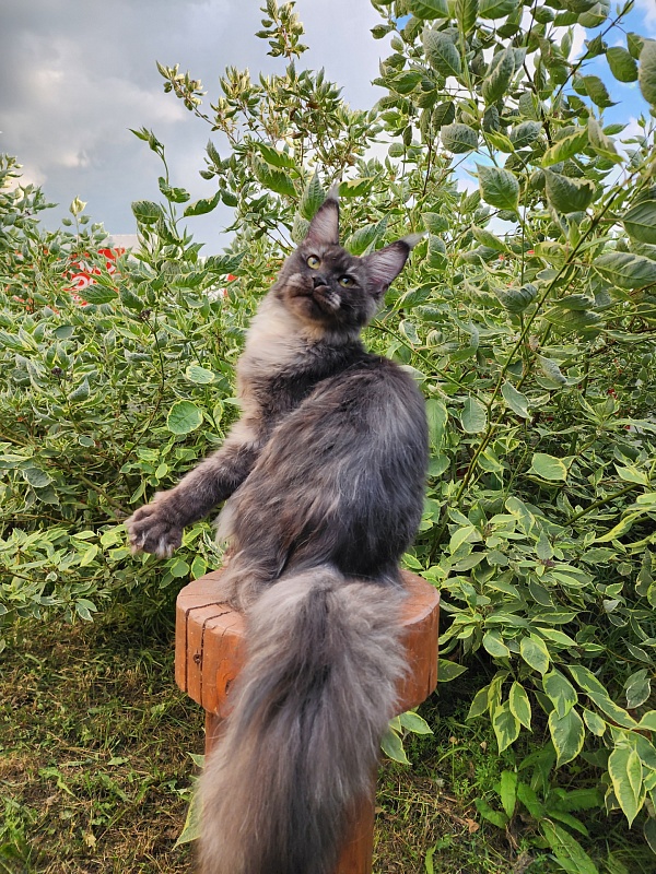 Nami Akbars - Junior maine-coon 7 months 3.5 weeks