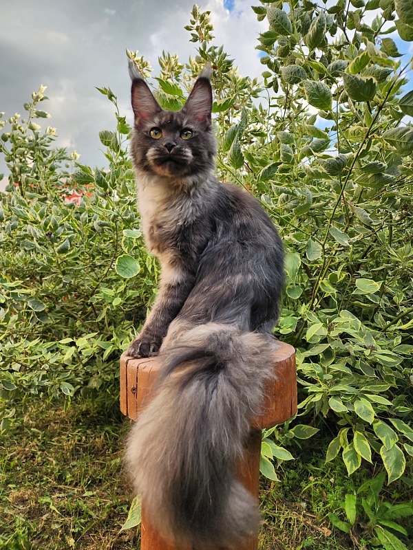 Nami Akbars - Junior maine-coon 7 months 3.5 weeks