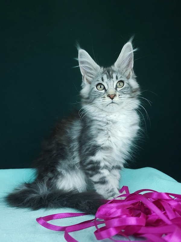 Penny Akbars - Kitten maine-coon 2 months 2.5 weeks
