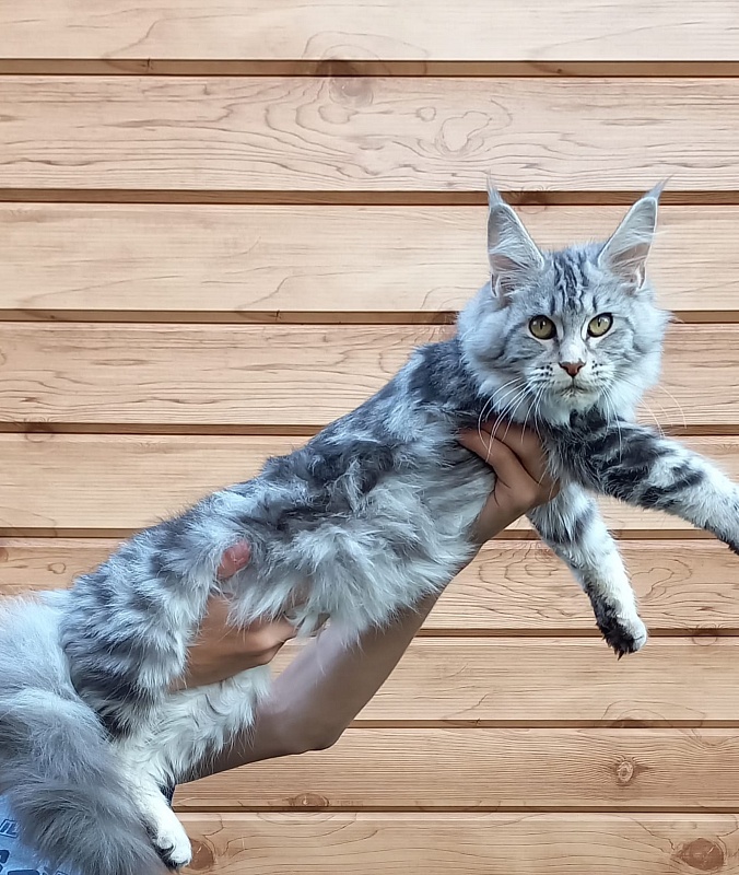 Penny Akbars - Kitten maine-coon 5 months 3 weeks