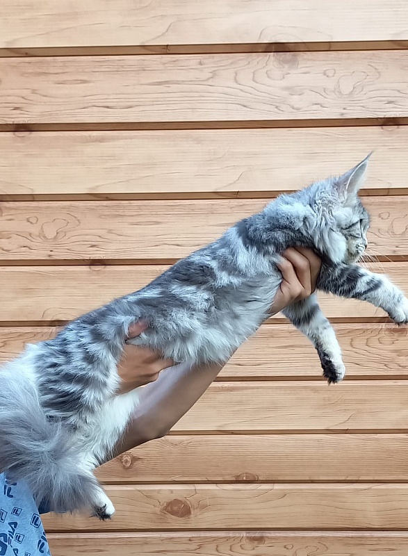 Penny Akbars - Kitten maine-coon 5 months 3 weeks