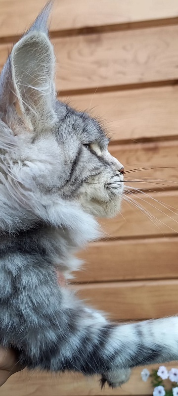 Penny Akbars - Kitten maine-coon 5 months 3 weeks