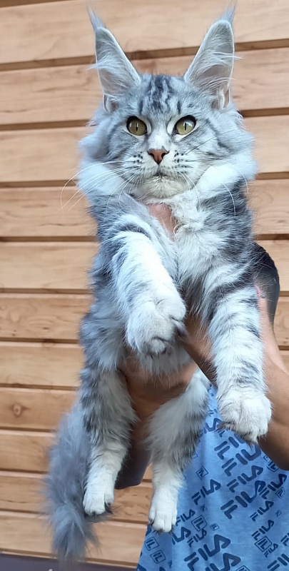 Penny Akbars - Kitten maine-coon 5 months 3 weeks
