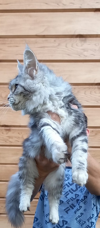 Penny Akbars - Kitten maine-coon 5 months 3 weeks