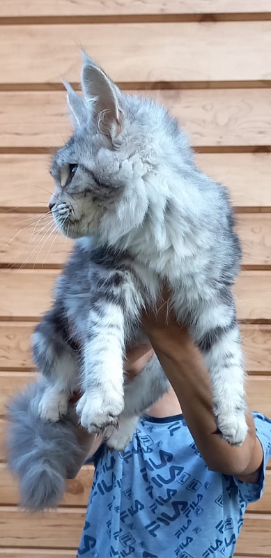 Penny Akbars - Kitten maine-coon 5 months 3 weeks